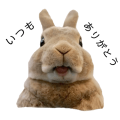 rabbit no olive san