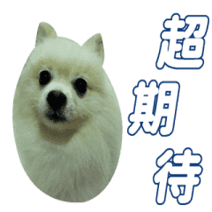 My White Pomeranian DanDan Kong Part 1