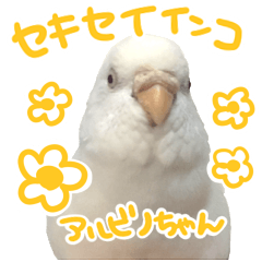 セキセイインコのアルビノちゃん