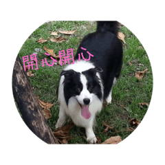 邊境牧羊犬@日常