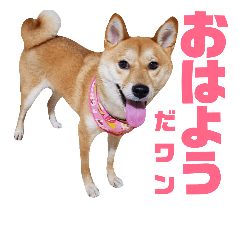 Japanese Shiba dog,momo chan.