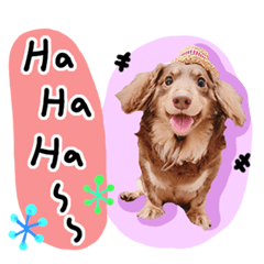 毛小孩家族