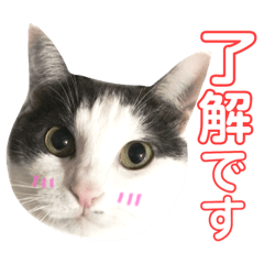 nekosuta.hachiware.cat