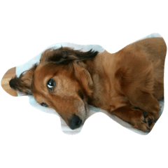 Dachshund @koga
