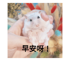 小倉鼠啾咪