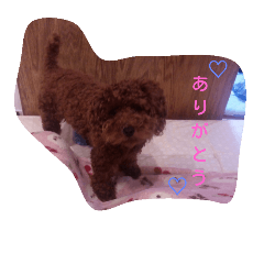 Sumire_20180929220258