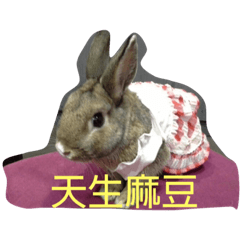 可愛咪兔