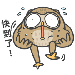 Mao Zai funny owl 2