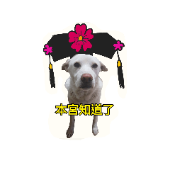 白後宮日記