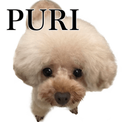 Poodles PURI