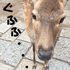 Deer of Nara-Koen Park