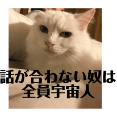 fuwari white cat
