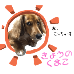 duchshund_kumako