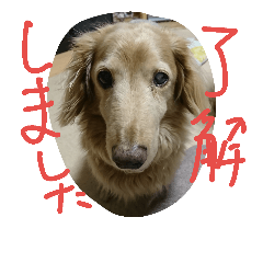 cookie sukenoshin