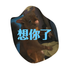 咕嚕飛「日常用語2」