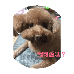 可愛ㄟQ醬