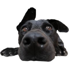 Blessing dog