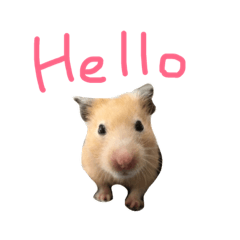 滑鼠鼠