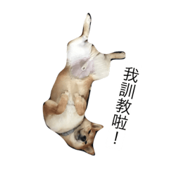 Bear_20180929211337