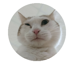 胖咪寶