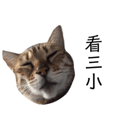 美美的日常ㄛ