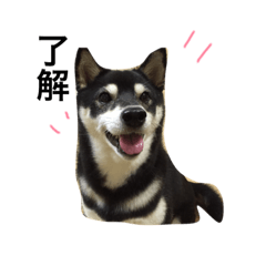 azuki(shibainu)