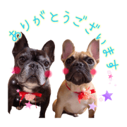 French bulldog.BELL&POMME