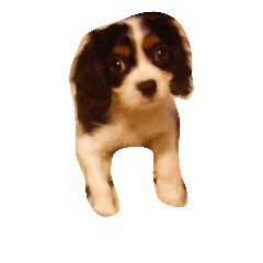 Hana Cavalier king Charles spaniel