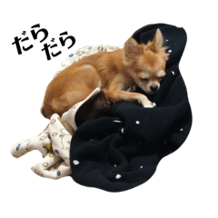 chihuahua : momiji
