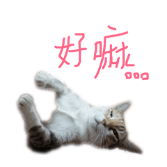 批批&小乖日常對話