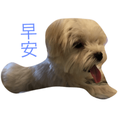 咘咪的生活物語