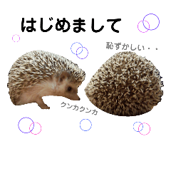 3 Hedgehog