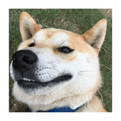 shibainumaro