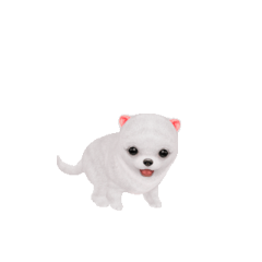 かわいい犬の白いポメ