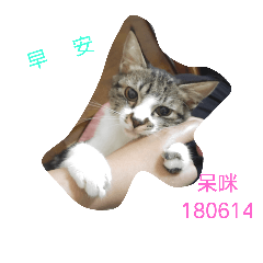 不用客氣是呆咪