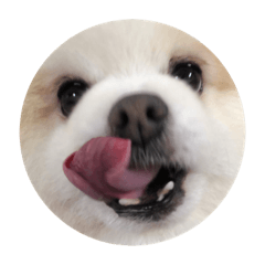 陳Q寶bobo