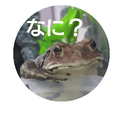 Frogs2018
