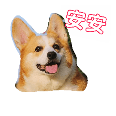 呆萌柯基犬媽寶第2彈