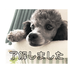toypoodle.nagisa