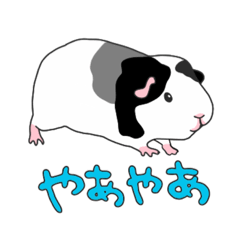 teddy-guineapig "Koishi-chan"