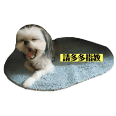 Shih Tzu Bean _polite