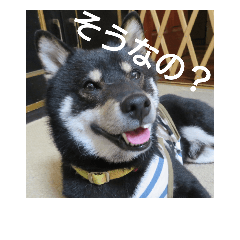 AKIKO_20181008 shiba