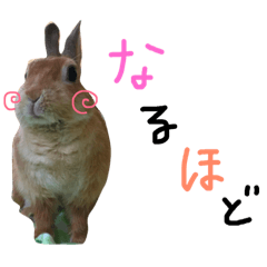 rabbit cookie chan
