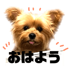 ヨークシャーテリア クッキー 使える系 Line スタンプ Line Store ヨークシャーテリア クッキー 使える系 Line スタンプ Line Store