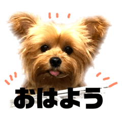 Yorkshire terrier stickers