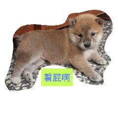白目柴哥