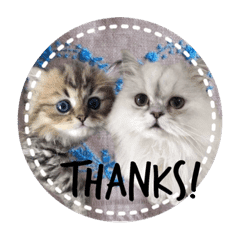 ペルシャ猫 英語ver Line スタンプ Line Store