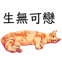 Kino Cat's Daily Talk