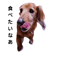 prettydog1