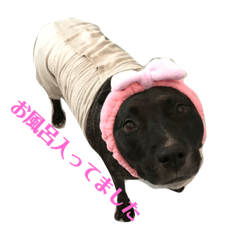 Anzu is American pit bull terrier